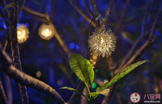 为什么虫子都喜欢往有光的地方飞 什么颜色的光会更吸引虫子