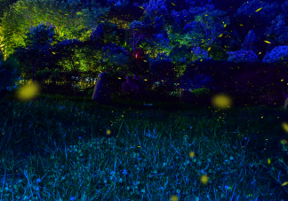 为什么虫子都喜欢往有光的地方飞 什么颜色的光会更吸引虫子