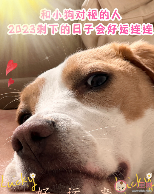 谢谢小狗是什么梗什么意思 谢谢小狗有什么含义