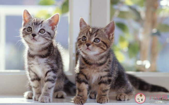 带猫回家之后应该做什么 和猫咪第一次见面怎么看健不健康