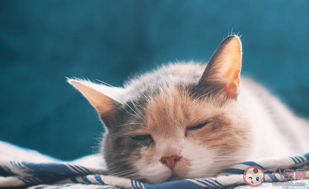 带猫回家之后应该做什么 和猫咪第一次见面怎么看健不健康