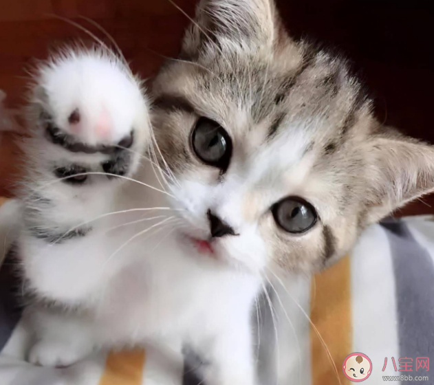 带猫回家之后应该做什么 和猫咪第一次见面怎么看健不健康