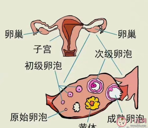 黄体为什么会破裂 黄体破了该怎么办