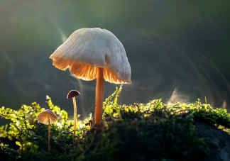 火锅里的蘑菇很难煮烂主要是因为什么 蚂蚁庄园5月26日正确答案