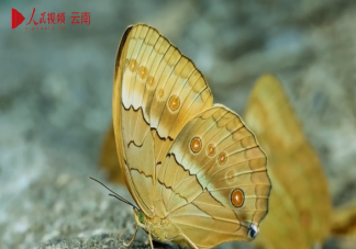 近亿只蝴蝶大爆发有多壮观 蝴蝶什么时候会羽化