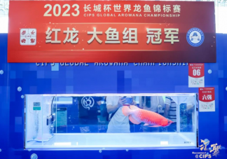 一条龙鱼居然能换一套房是怎么回事 龙鱼为什么这么值钱