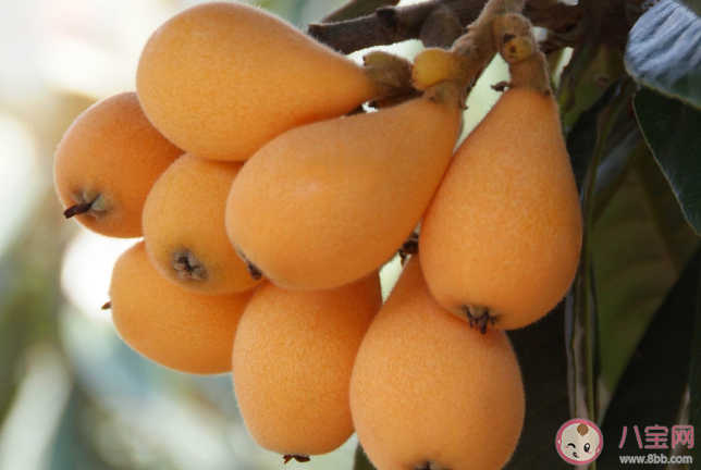 路边的枇杷可以吃吗 夏季吃枇杷有哪些好处