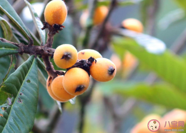 路边的枇杷可以吃吗 夏季吃枇杷有哪些好处