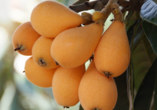 路边的枇杷可以吃吗 夏季吃枇杷有哪些好处