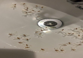 上海白蚁来袭 上海白蚁从而来为什么这么多