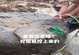 河南一村庄修路挖出大石龟 石龟在古代象征着什么