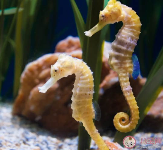 海马是鱼吗 神奇海洋6月2日答案