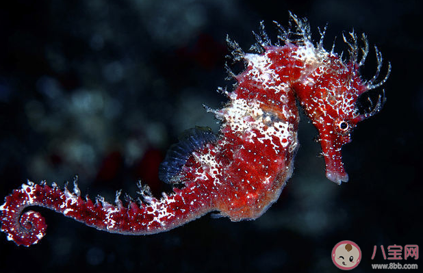 海马是鱼吗 神奇海洋6月2日答案