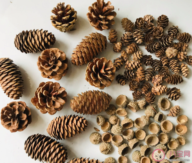 蚂蚁庄园6月3日答案：把干燥开裂的松果泡在水中猜猜会发生什么