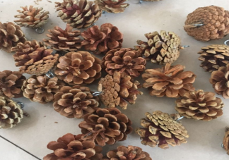 把干燥开裂的松果泡在水中会发生什么 蚂蚁庄园6月3日答案