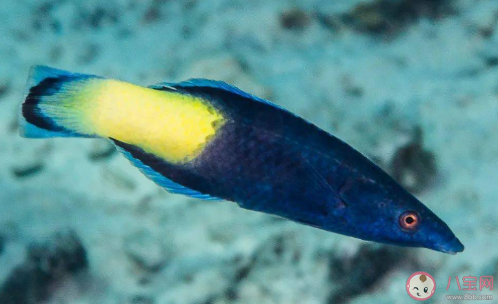 蚂蚁森林被称为医生鱼的是什么鱼 神奇海洋6月3日答案