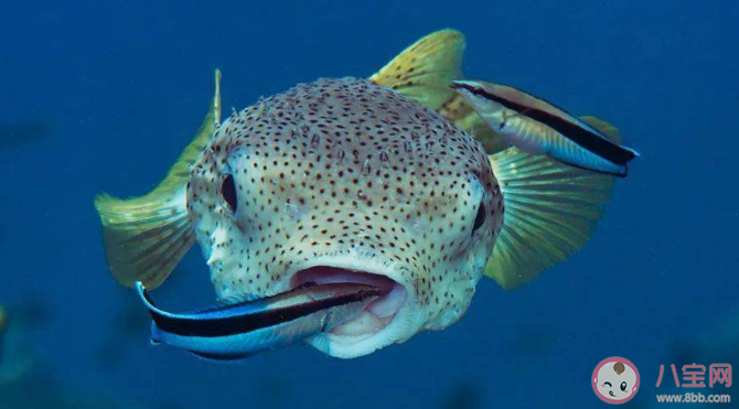 蚂蚁森林被称为医生鱼的是什么鱼 神奇海洋6月3日答案