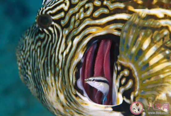 被称为医生鱼的是 神奇海洋6月3日答案