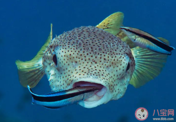 被称为医生鱼的是 神奇海洋6月3日答案