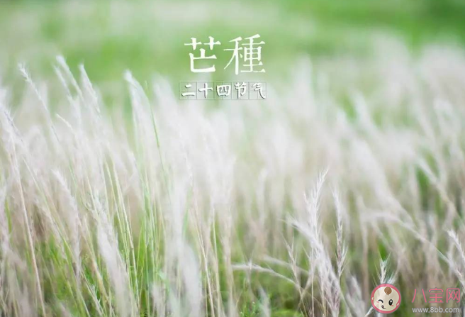 以下哪种植物属于有芒作物 蚂蚁庄园6月6日答案