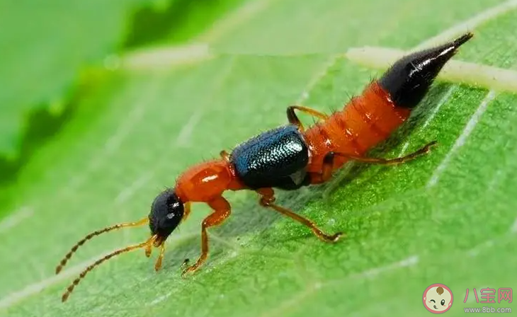 遇到这种虫子别打有人差点毁容 遇到隐翅虫怎么办
