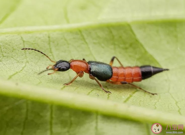 遇到这种虫子别打有人差点毁容 遇到隐翅虫怎么办