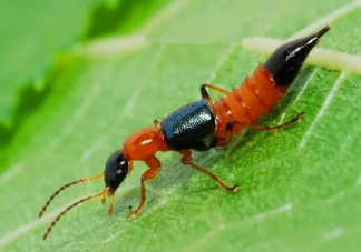 遇到这种虫子别打有人差点毁容 遇到隐翅虫怎么办