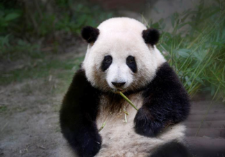 大熊猫科学上的名字叫黑白熊 大熊猫存在有多久了