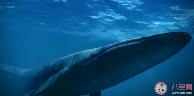 神奇海洋蓝鲸是用什么过滤食物的 6月8日正确答案
