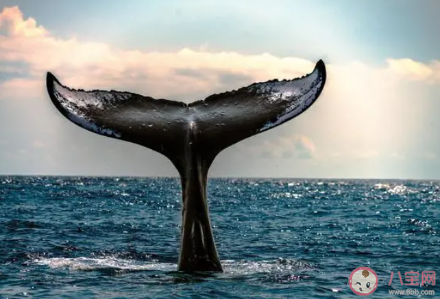 蓝鲸是用什么过滤食物的 神奇海洋6月8日答案