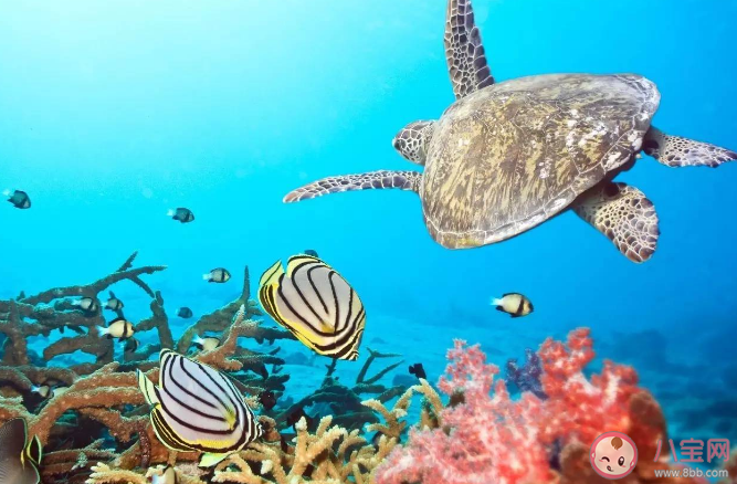 2023世界海洋日主题是什么 保护海洋的重要性