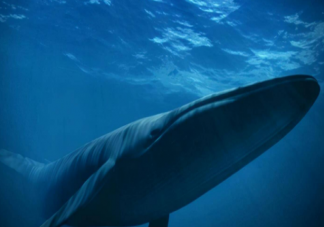 神奇海洋蓝鲸是用什么过滤食物的 6月8日正确答案