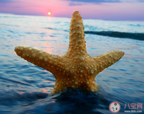 海星是用身体哪部位移动的 神奇海洋6月9日答案