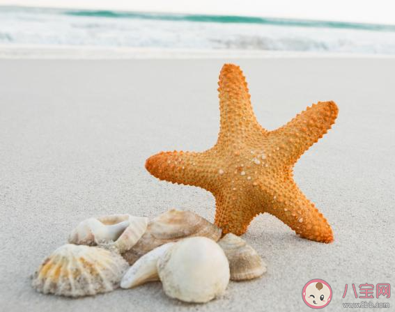 海星是用身体哪部位移动的 神奇海洋6月9日答案