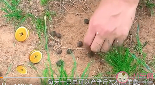 90后程序员回家卖羊粪月销120万 羊粪都有哪些作用 90后程序员回家卖羊粪月销120万 羊粪都有哪些作用