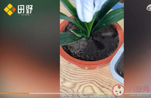 90后程序员回家卖羊粪月销120万 羊粪都有哪些作用 90后程序员回家卖羊粪月销120万 羊粪都有哪些作用