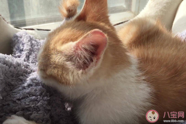 为什么猫喜欢在人身上上踩来踩去 猫咪为什么会踩奶