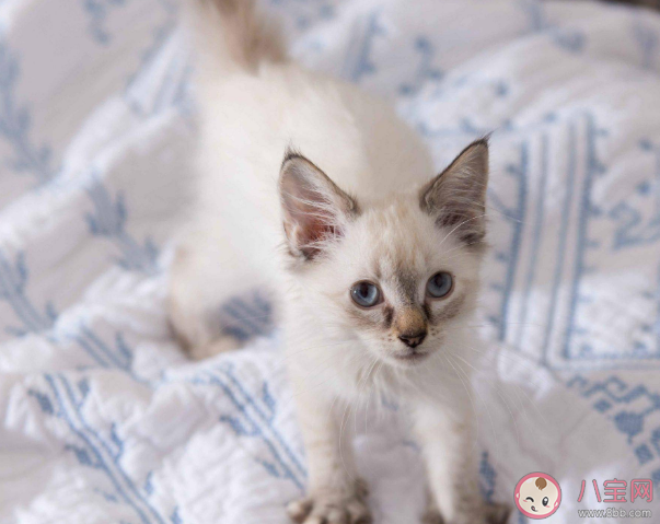 为什么猫喜欢在人身上上踩来踩去 猫咪为什么会踩奶