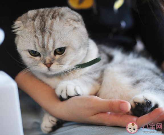 为什么猫喜欢在人身上上踩来踩去 猫咪为什么会踩奶