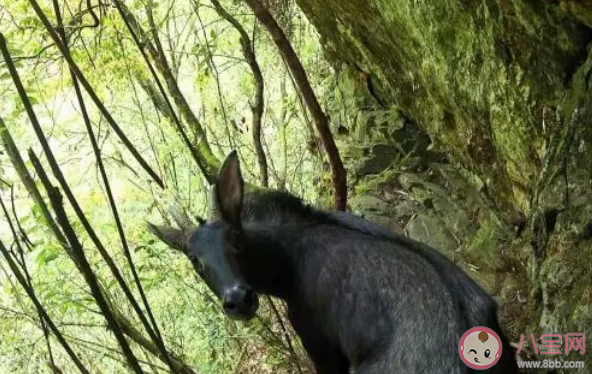 酷似麒麟的瑞兽中华鬣羚现身 中华鬣羚是什么动物