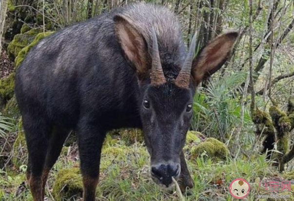 酷似麒麟的瑞兽中华鬣羚现身 中华鬣羚是什么动物