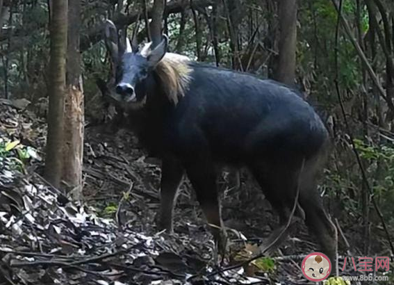 酷似麒麟的瑞兽中华鬣羚现身 中华鬣羚是什么动物