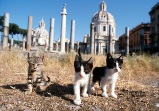 科学家发现猫咪免动刀绝育办法 为什么要给猫咪绝育