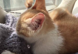 为什么猫喜欢在人身上上踩来踩去 猫咪为什么会踩奶