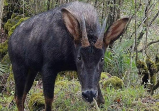 酷似麒麟的瑞兽中华鬣羚现身 中华鬣羚是什么动物