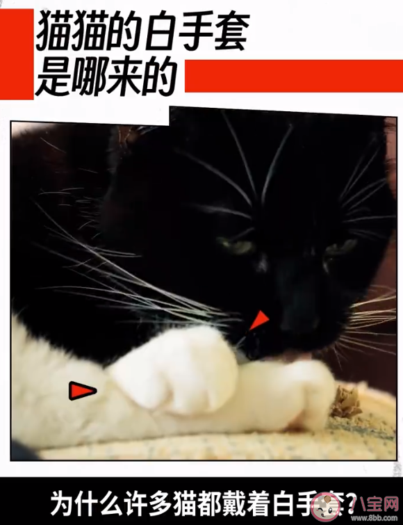 为什么猫爪总是白色 猫咪肉垫为什么颜色不一样 为什么猫爪总是白色 猫咪肉垫为什么颜色不一样