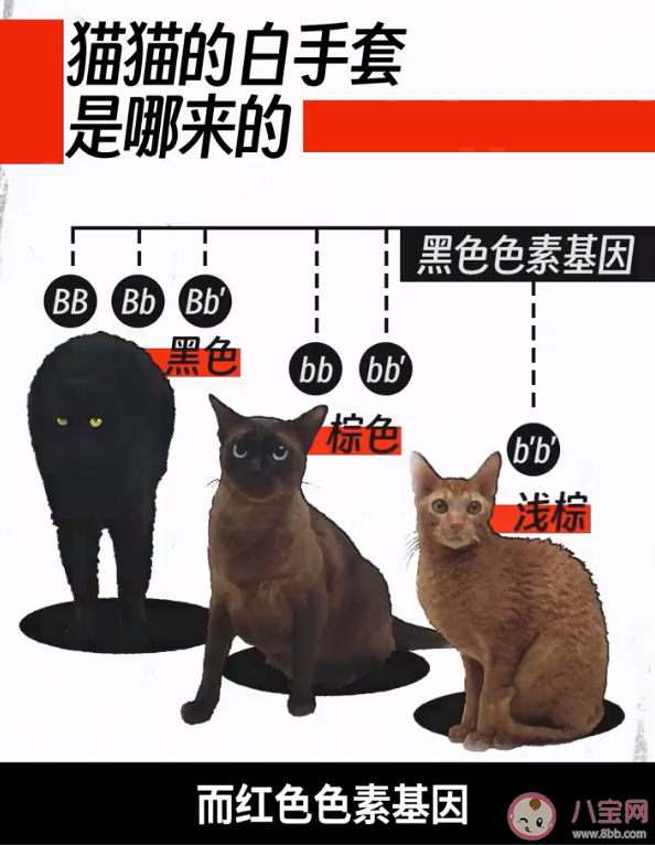 为什么猫爪总是白色 猫咪肉垫为什么颜色不一样 为什么猫爪总是白色 猫咪肉垫为什么颜色不一样