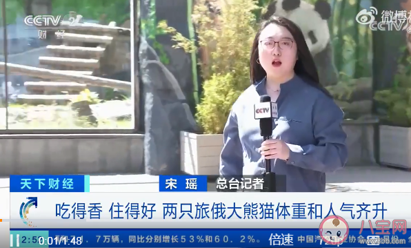 两只旅俄大熊猫体重和人气齐升 为什么要把熊猫租给外国