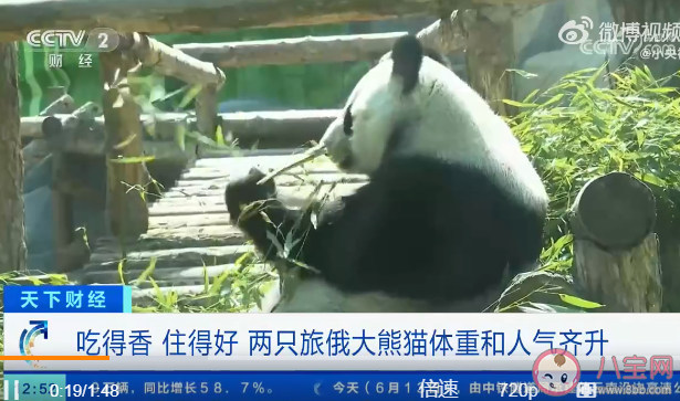 两只旅俄大熊猫体重和人气齐升 为什么要把熊猫租给外国