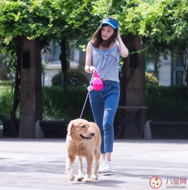 大学生兴起免费帮人遛狗潮是怎么回事 如何看待大学生免费遛狗 大学生兴起免费帮人遛狗潮是怎么回事 如何看待大学生免费遛狗